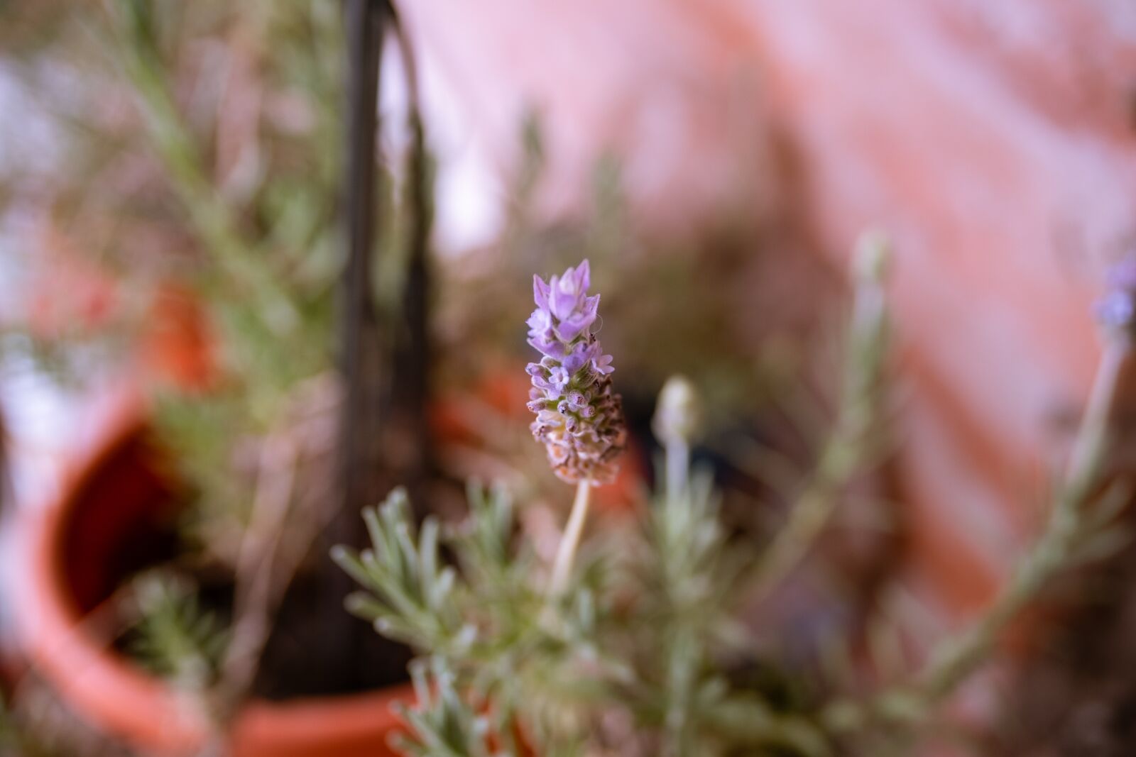 Fujifilm X-T1 sample photo. Lavender, flower, garden photography