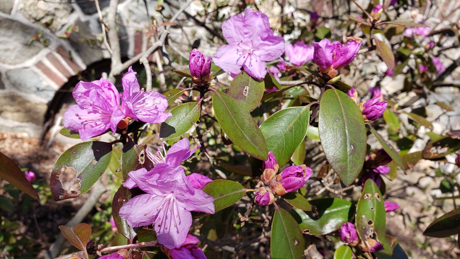 Samsung Galaxy Note9 sample photo. Azalea, spring, pink photography