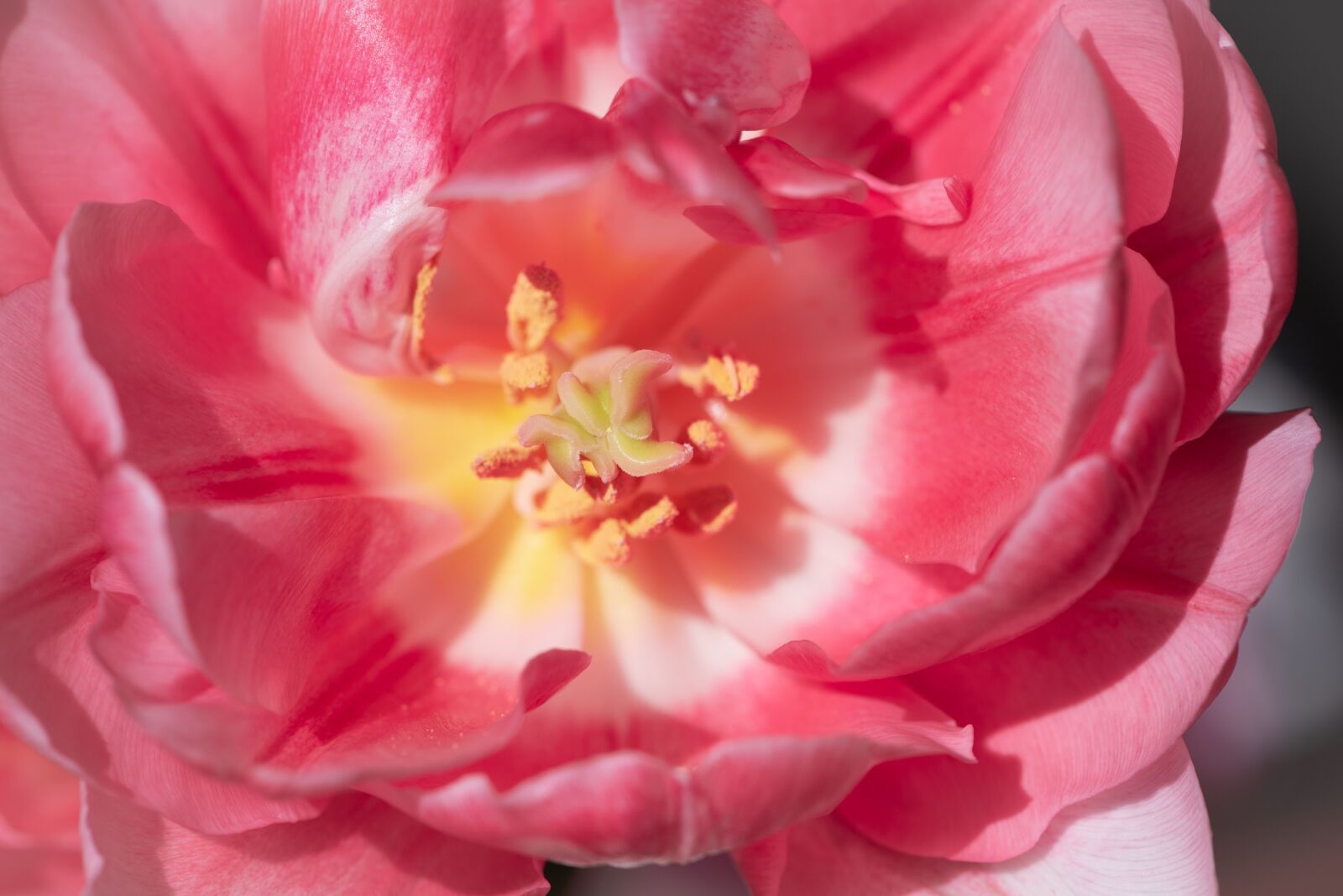 Nikon D750 sample photo. Blossom, bloom, pistil photography