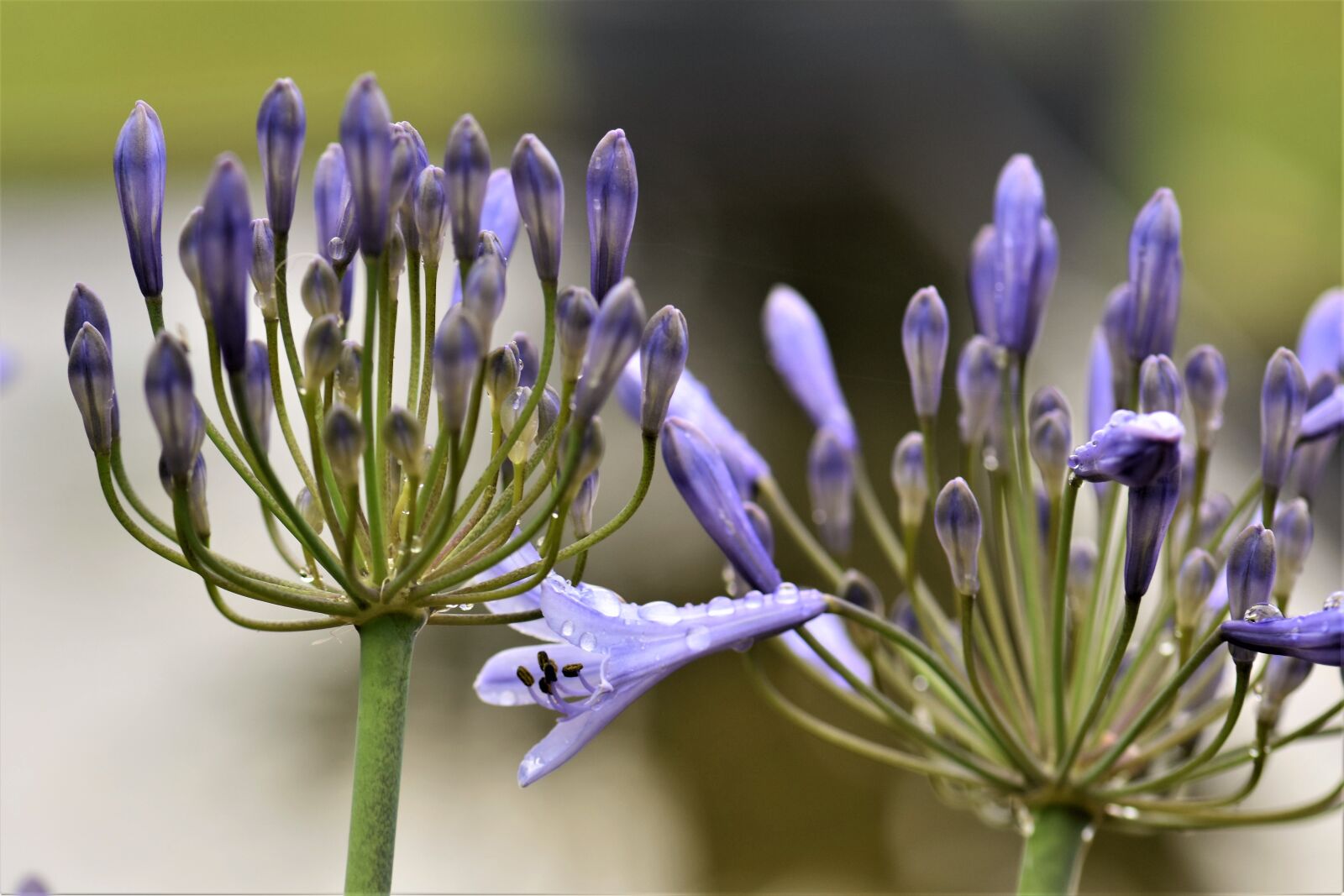 Nikon D5500 sample photo. Agapanthus, purple, green photography