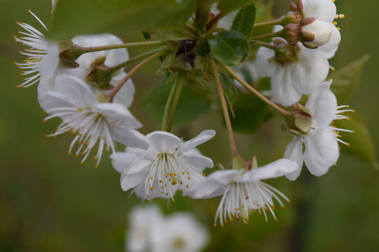 Nikon D3300 sample photo. Cherry blossoms, blossom, bloom photography