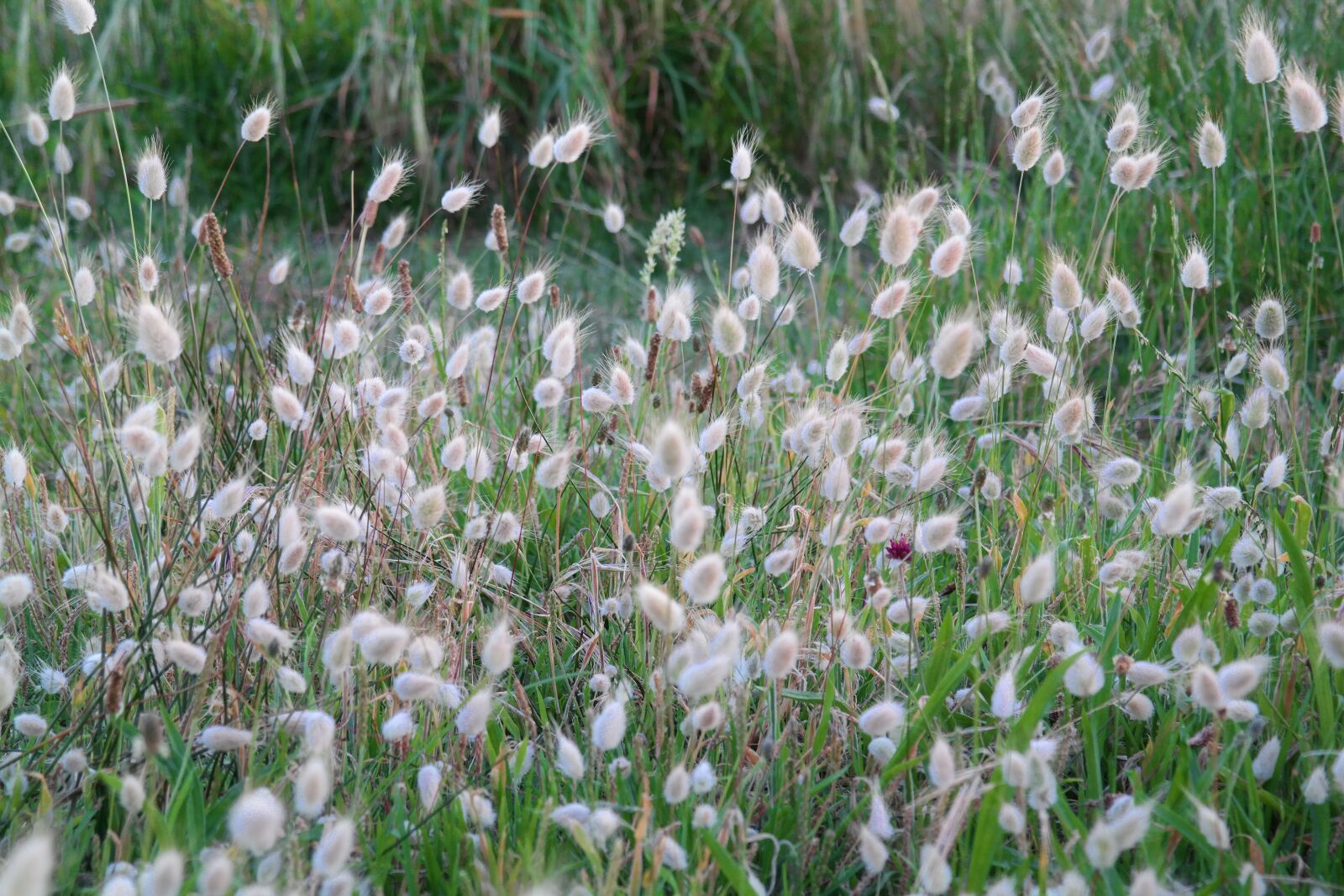 Samsung NX300 sample photo. Nature, grass, grasses photography