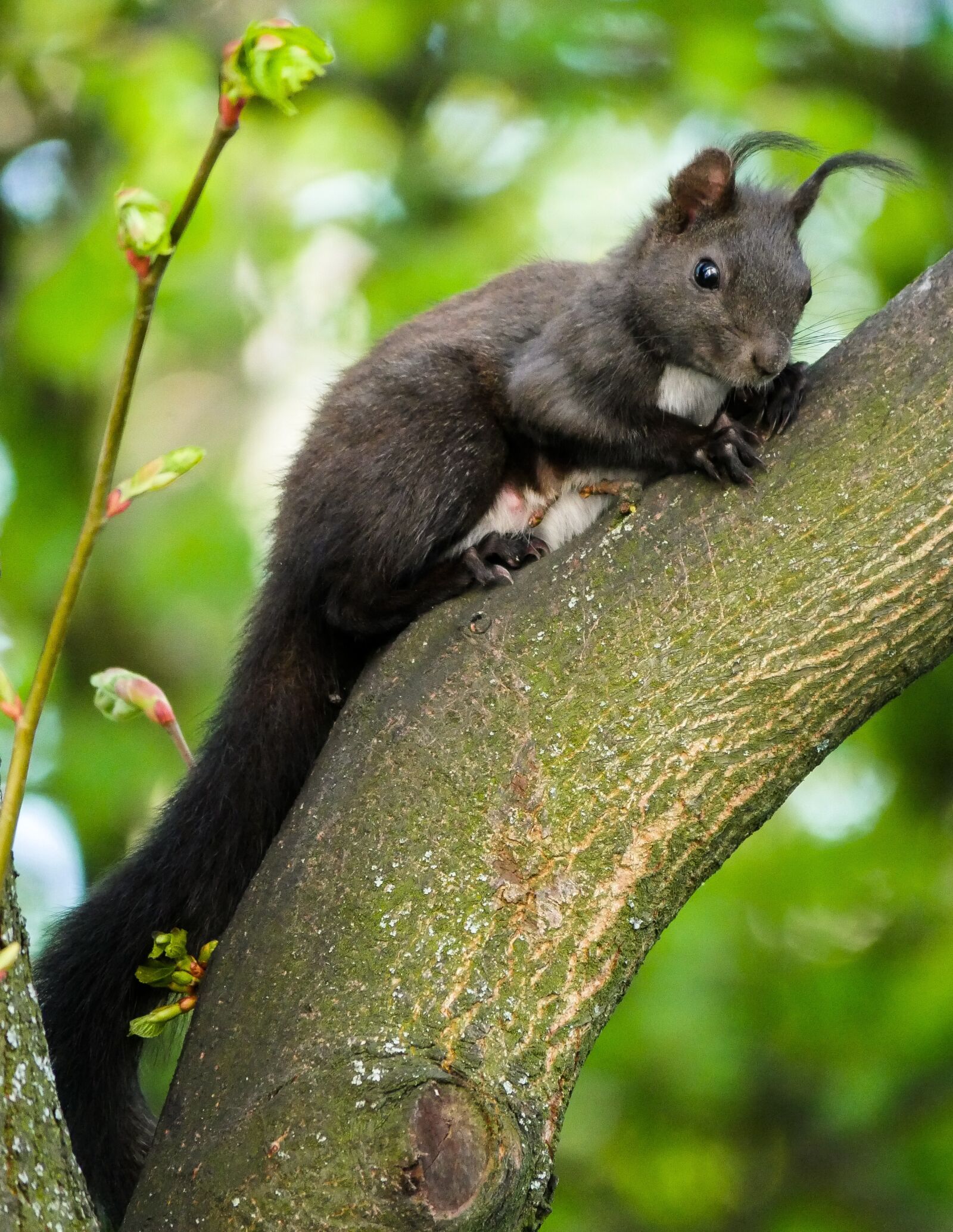 Panasonic DMC-G70 sample photo. Squirrel, animal, rodent photography