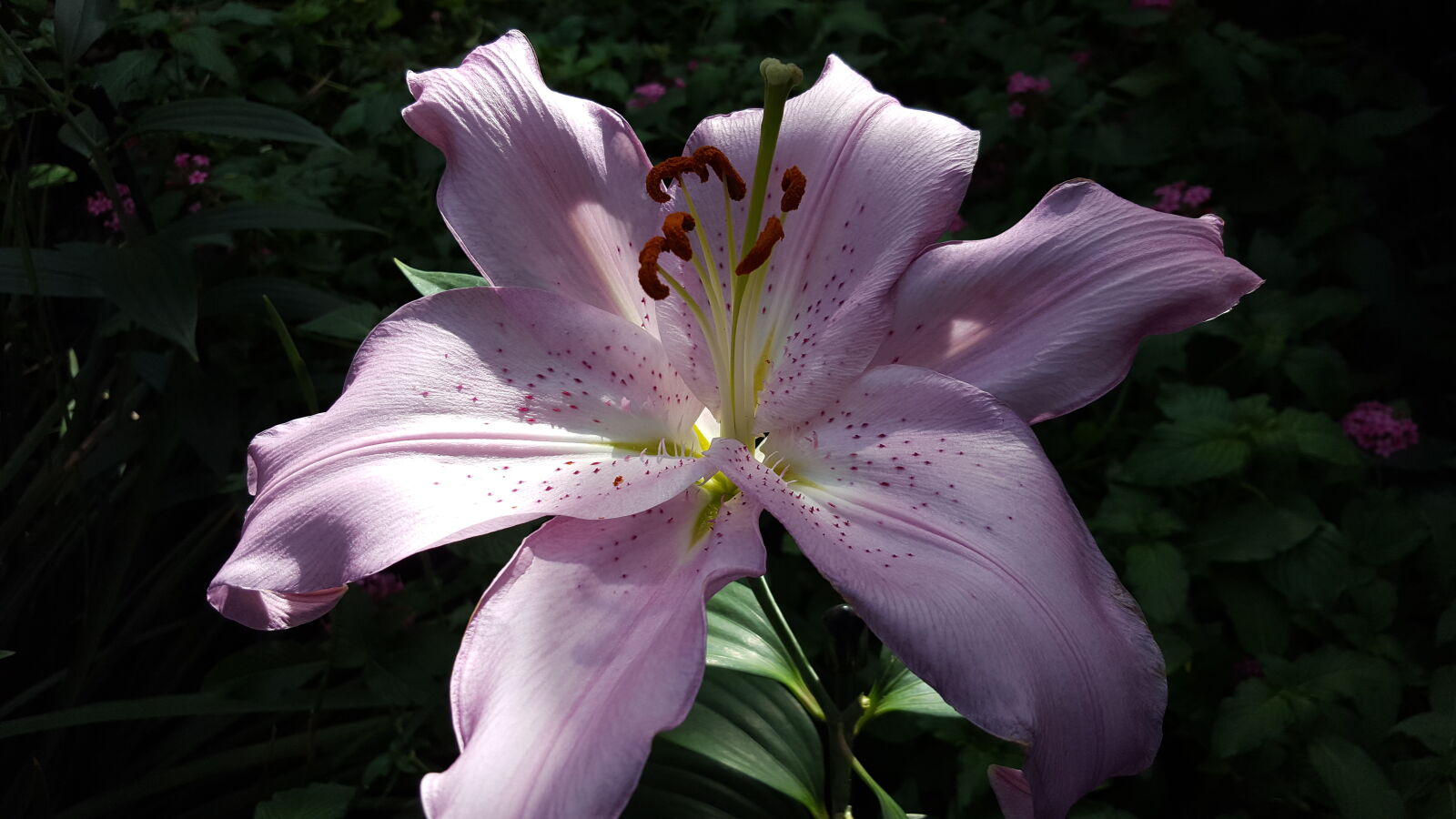 Samsung Galaxy S6 sample photo. Pink, lily photography