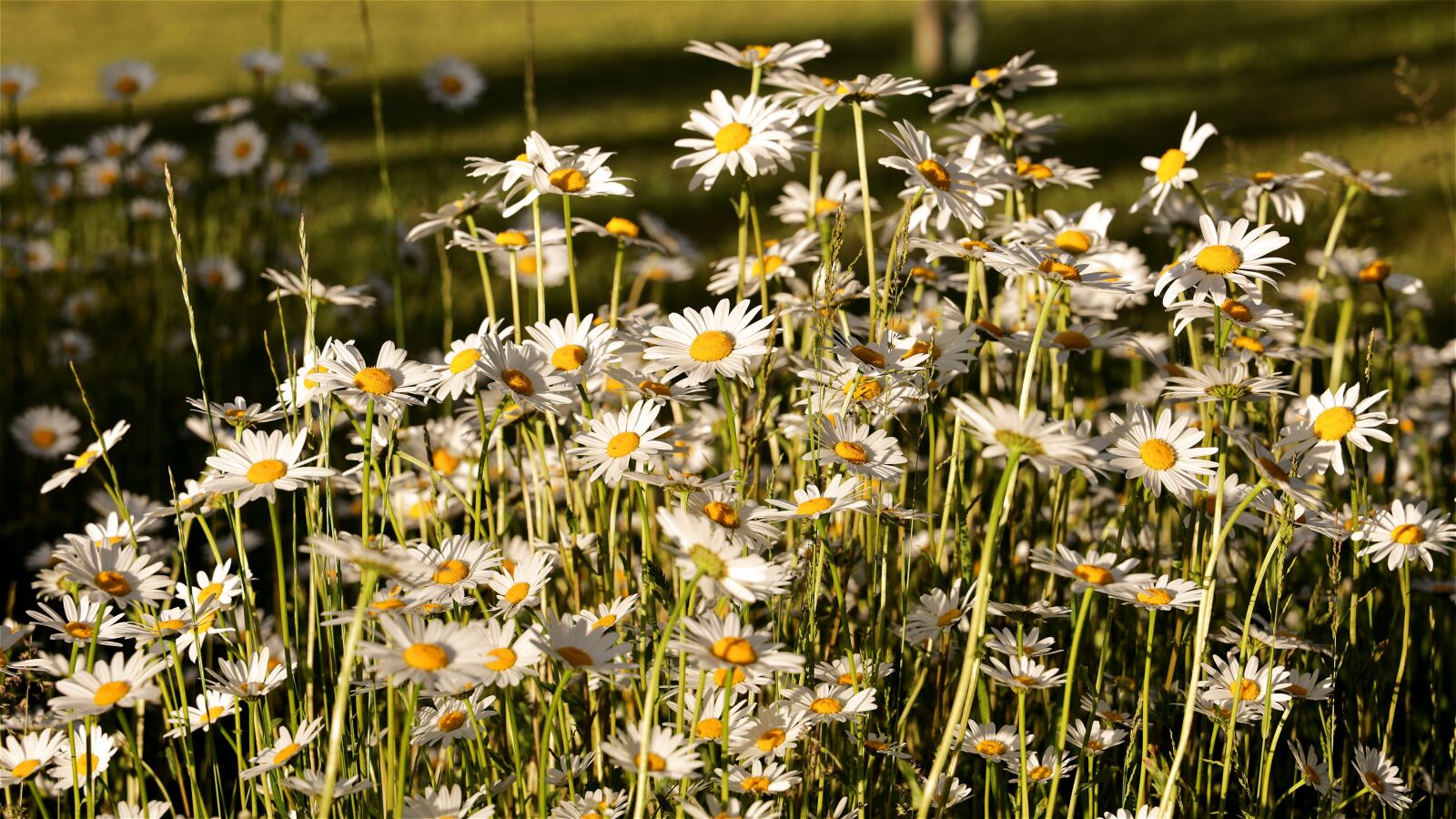 Canon EOS R sample photo. Wild flowers, daisies, flower photography