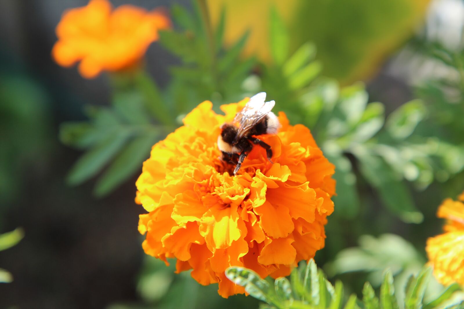 Canon EOS 600D (Rebel EOS T3i / EOS Kiss X5) sample photo. Rose of india, yellow photography