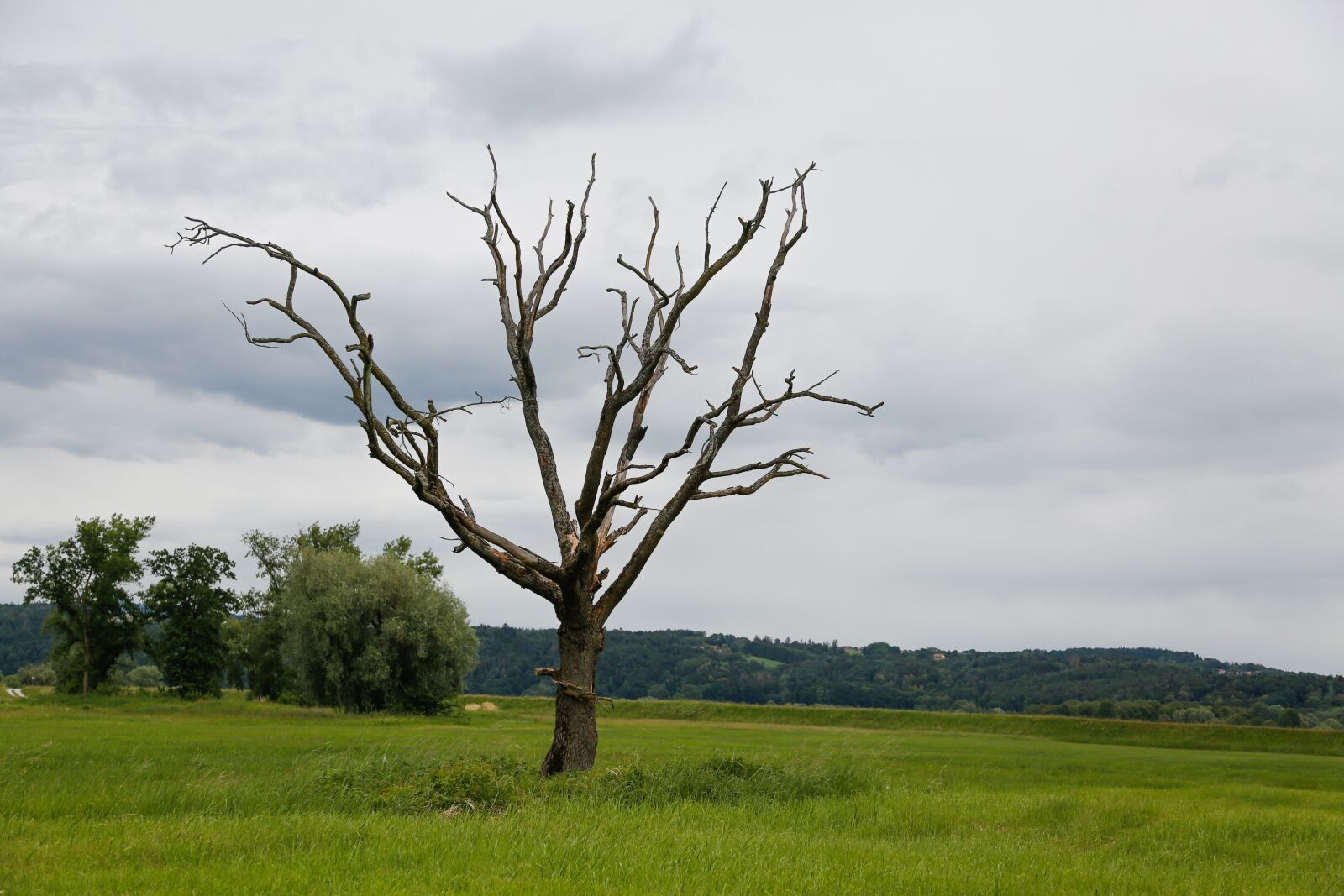 Canon EF 24-105mm F4L IS USM sample photo. Tree, meadow, dead photography