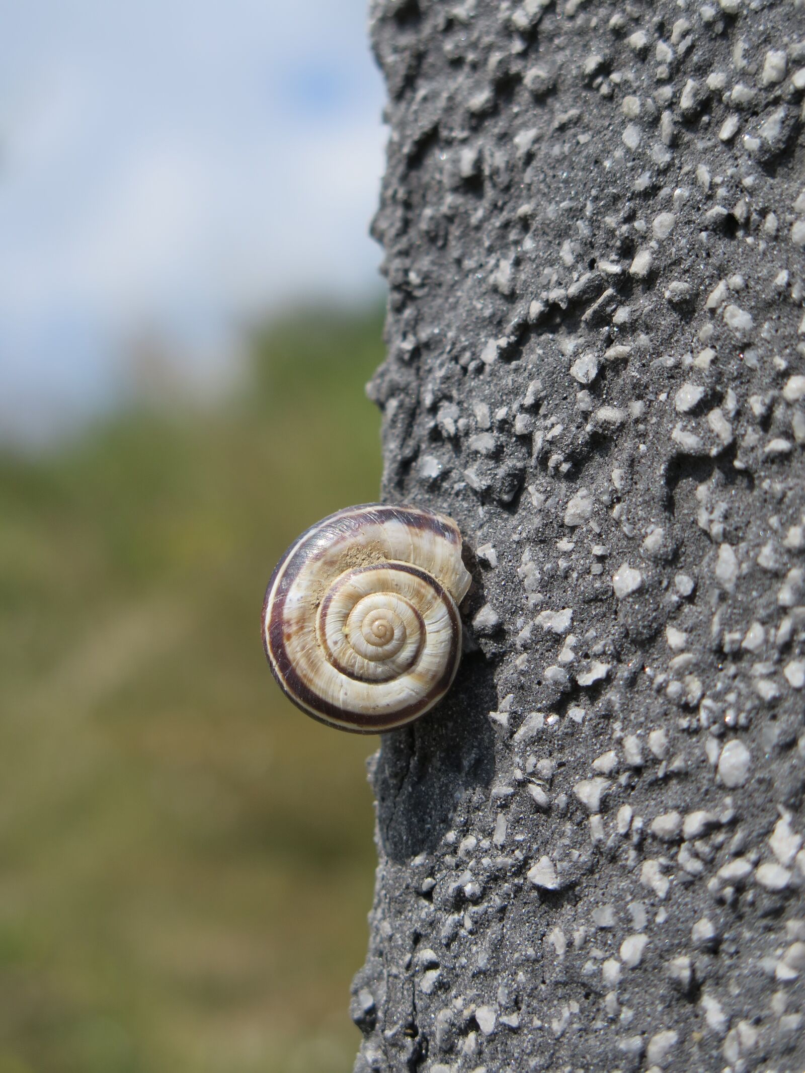 Canon PowerShot G16 sample photo. Snail, shell, snail shell photography