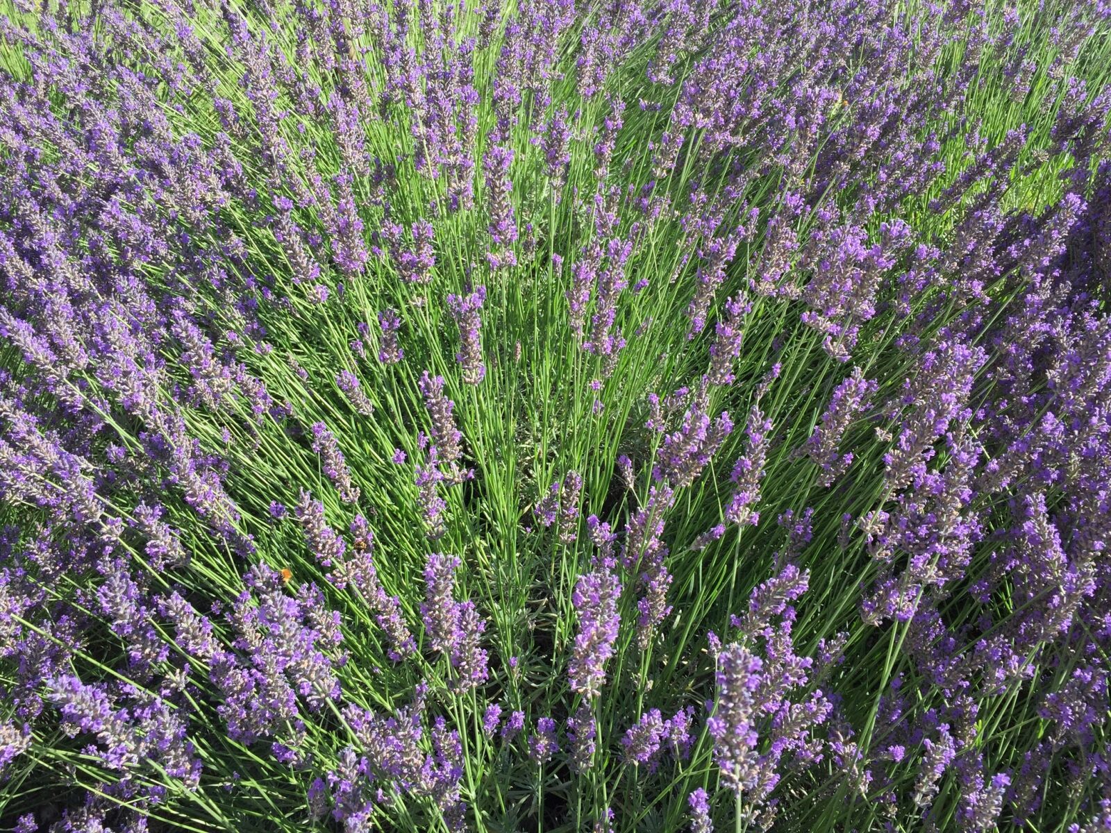 Apple iPhone 6 sample photo. Lavender, field, bouquet photography