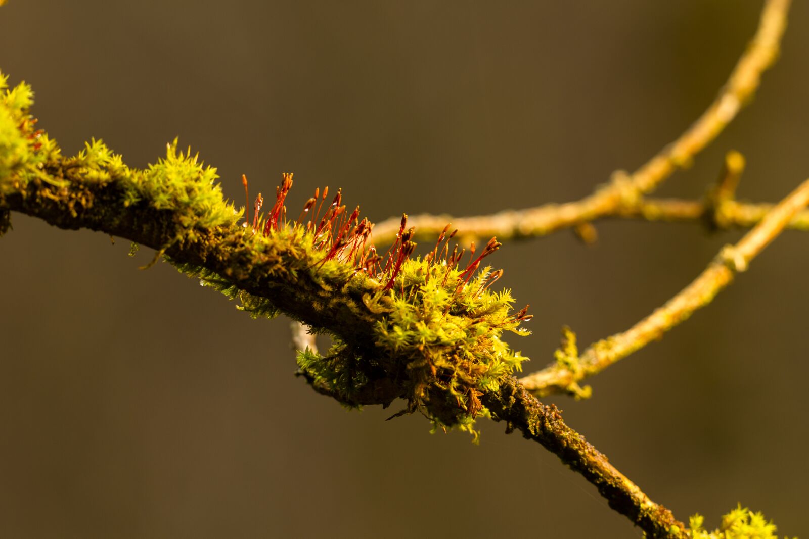 Canon EOS 7D sample photo. Moss, branch, forest photography
