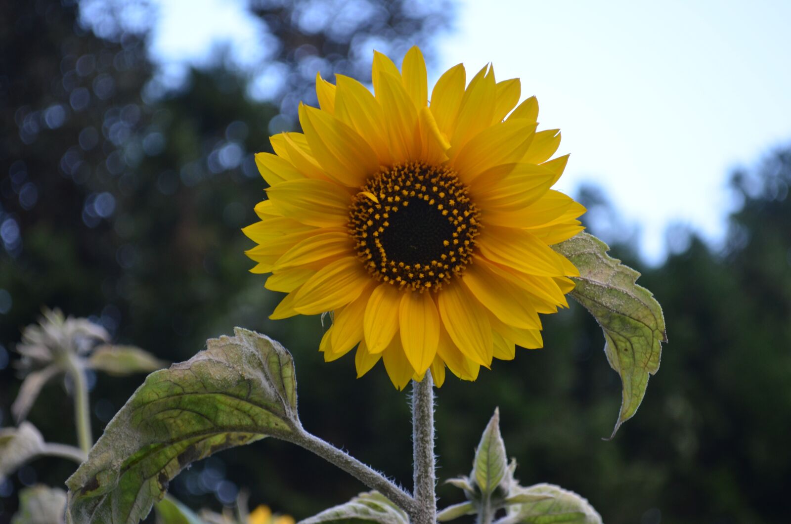 Nikon D5100 sample photo. Sunflower, flower, sun photography