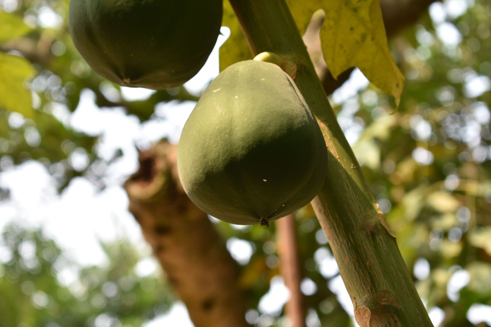 Nikon D3400 sample photo. Fruit, papaya, delicious photography