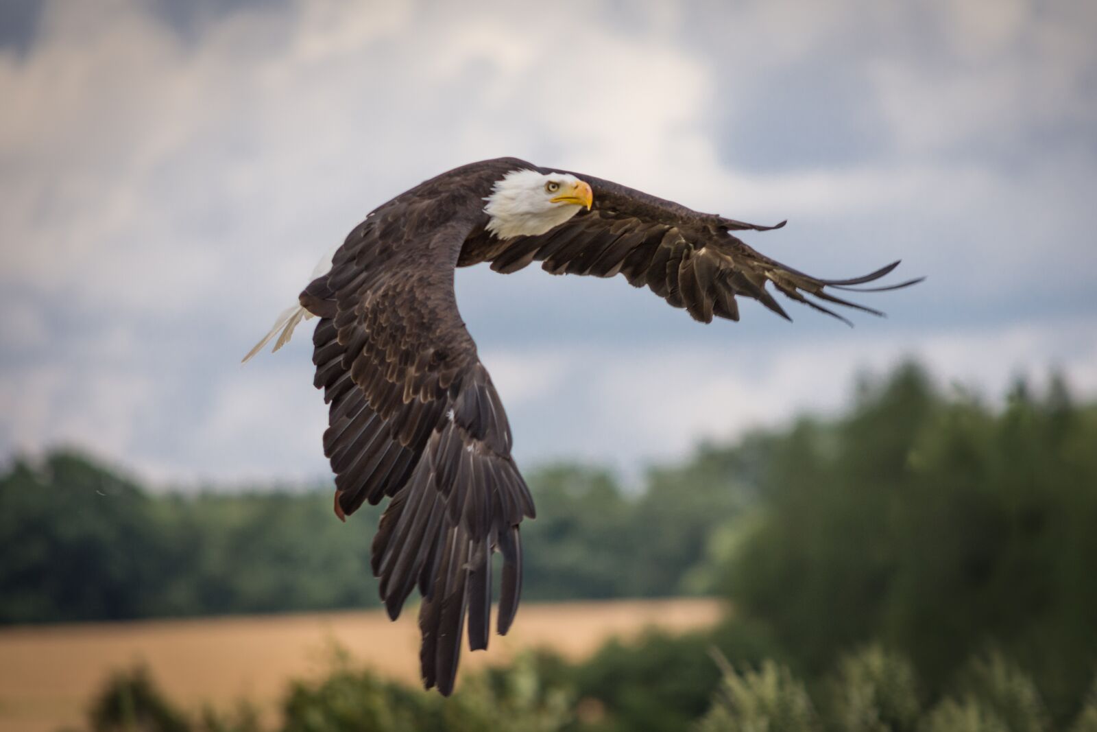 Nikon D7200 sample photo. Adler, raptor, bird of photography