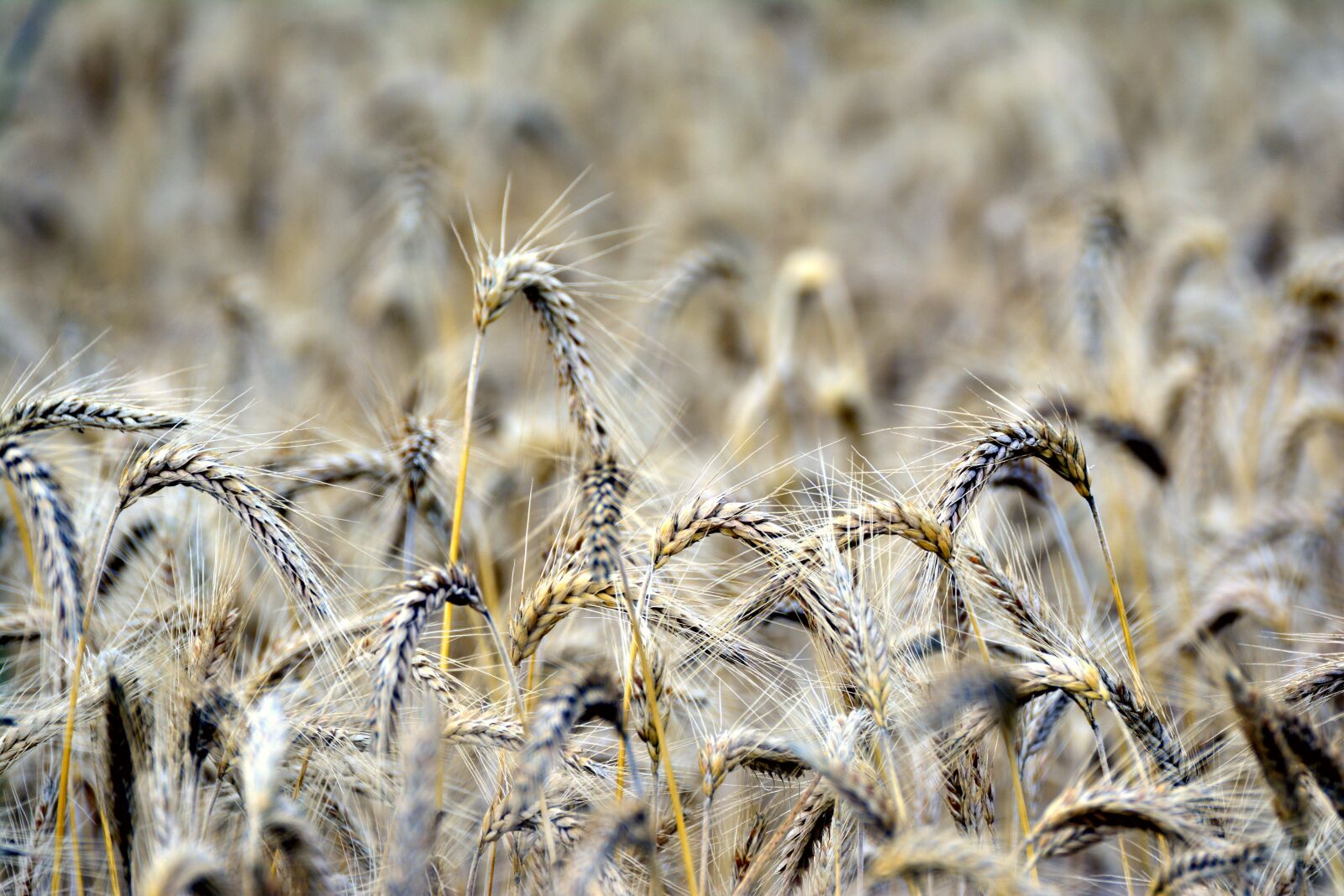 Nikon D5200 sample photo. Cereals, rye, spike photography