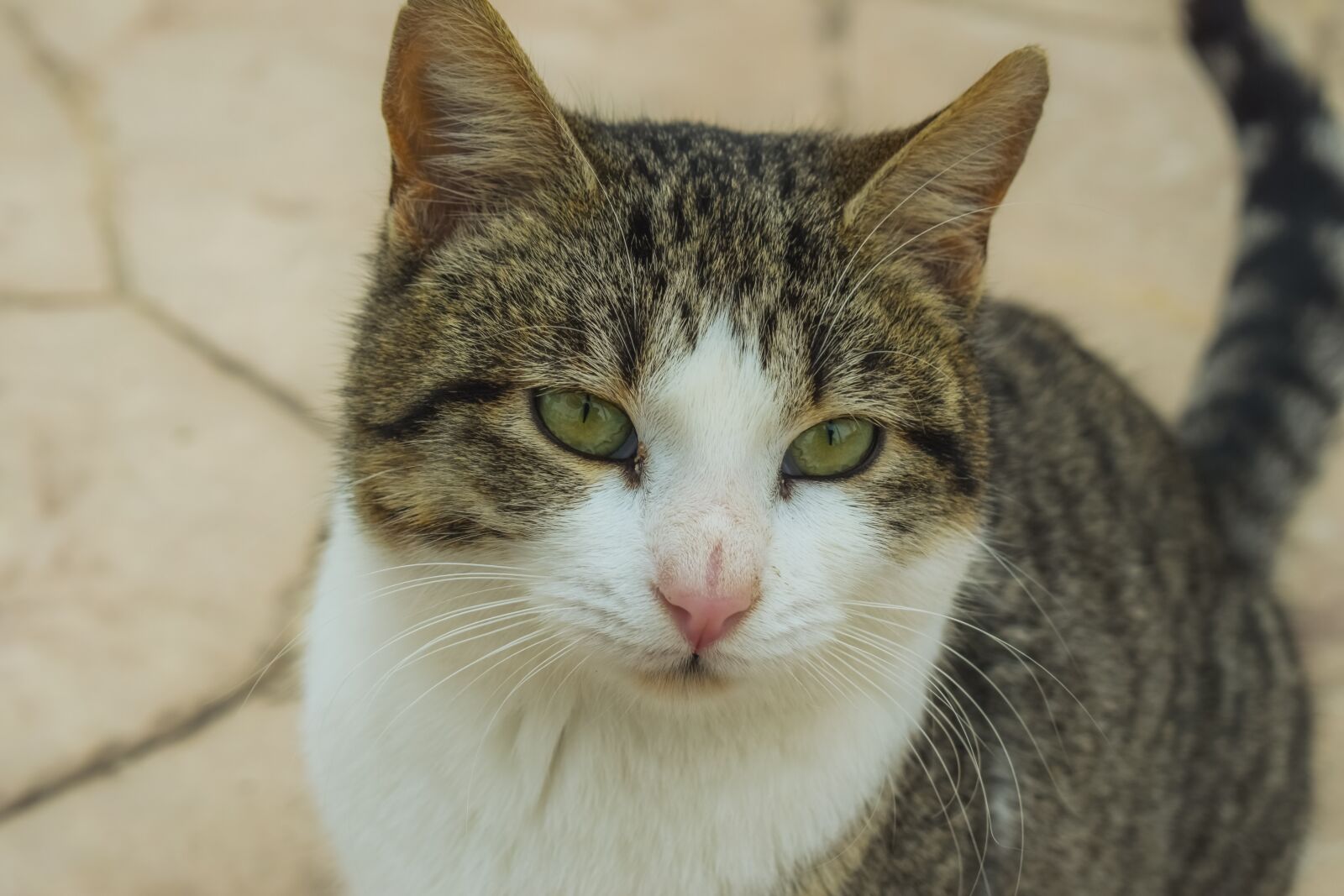 Nikon D3300 sample photo. Cat, stray, street photography