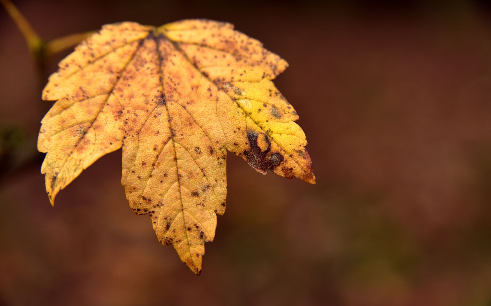 Nikon D750 sample photo. Leaf, autumn, maple leaf photography