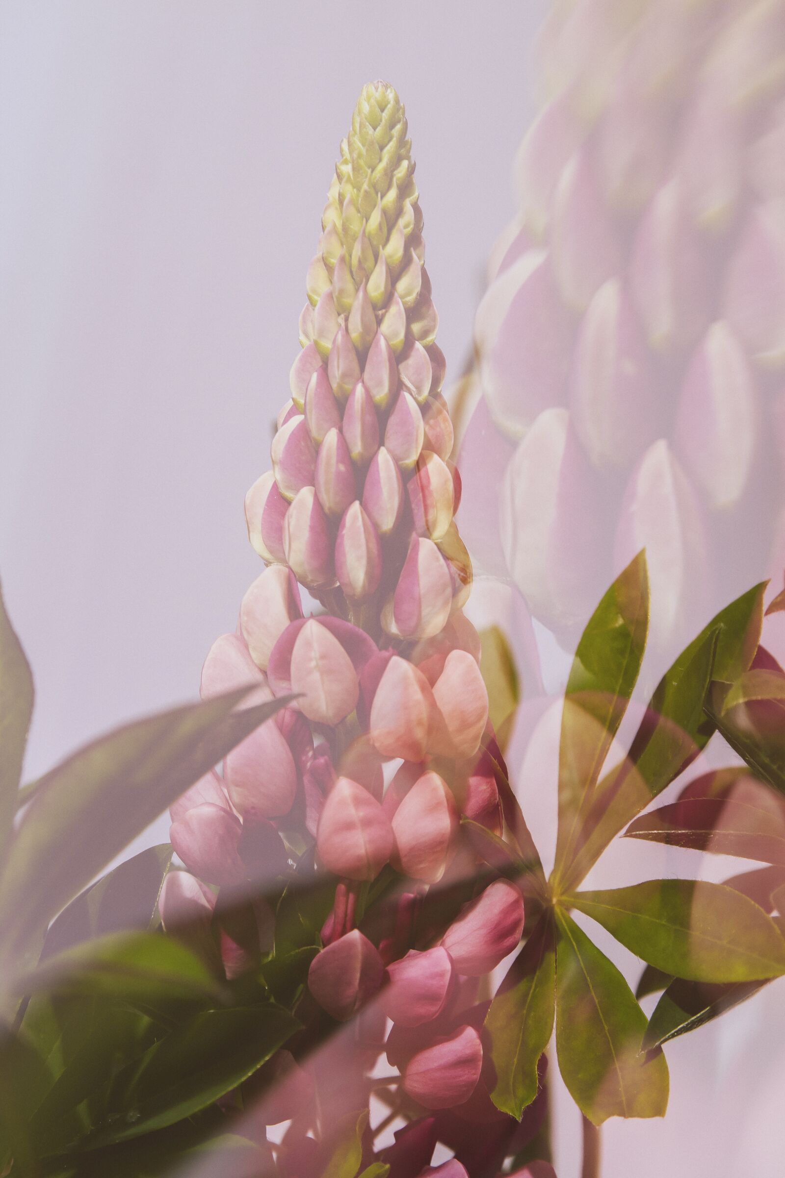 Canon EOS 50D sample photo. Flowers, blossoms impressions, double photography