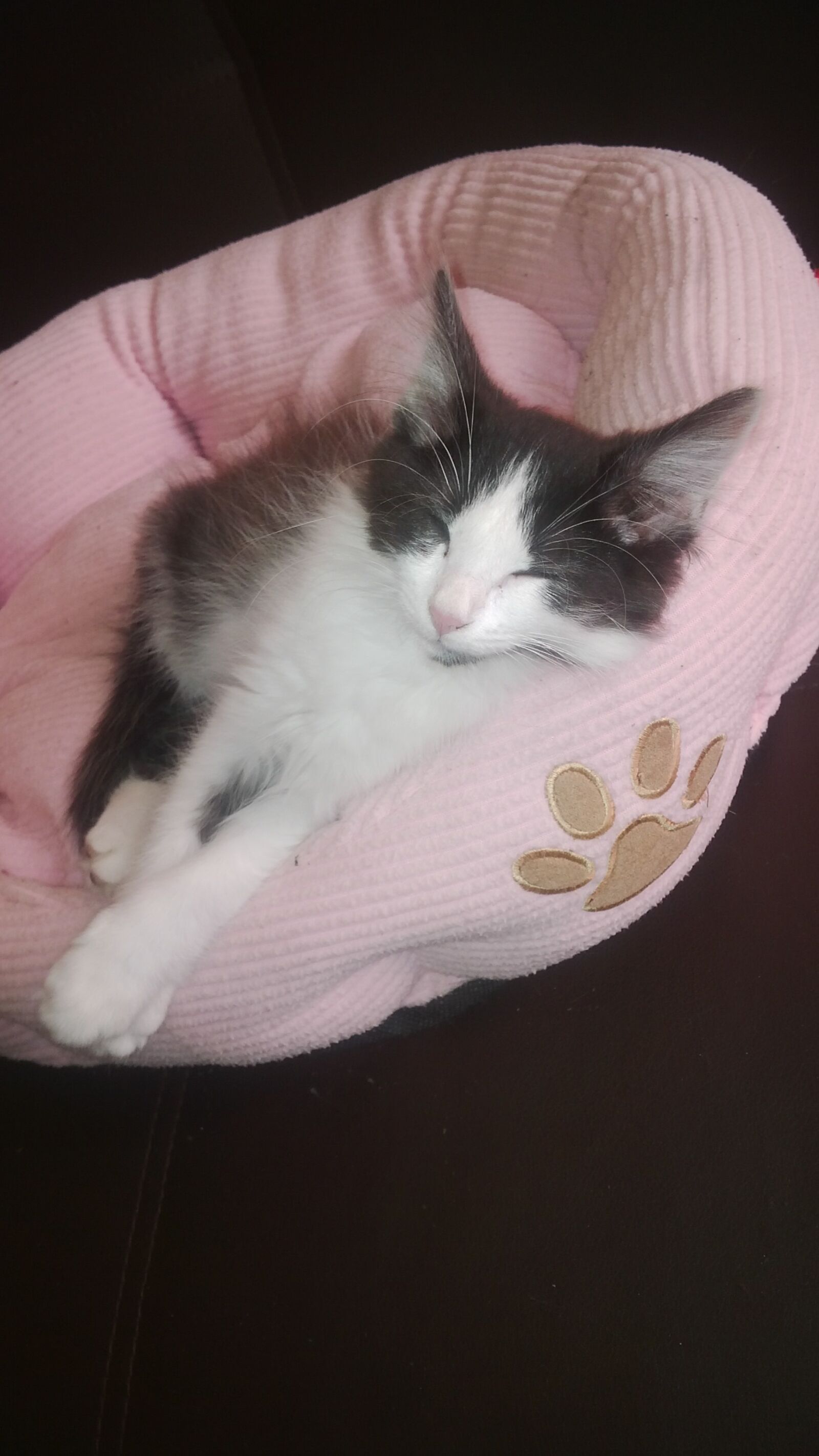 BlackBerry Z10 sample photo. Kitten, sleeping photography
