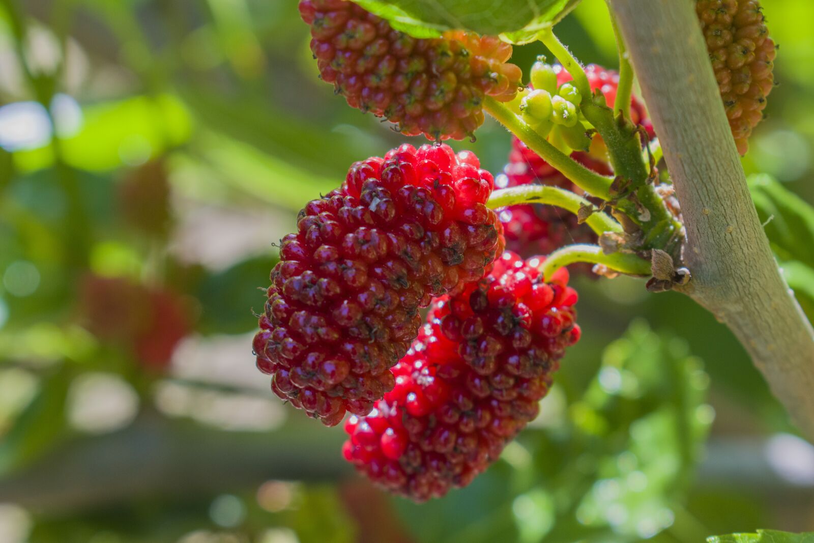 Nikon D3300 sample photo. Natural, organic, berry photography
