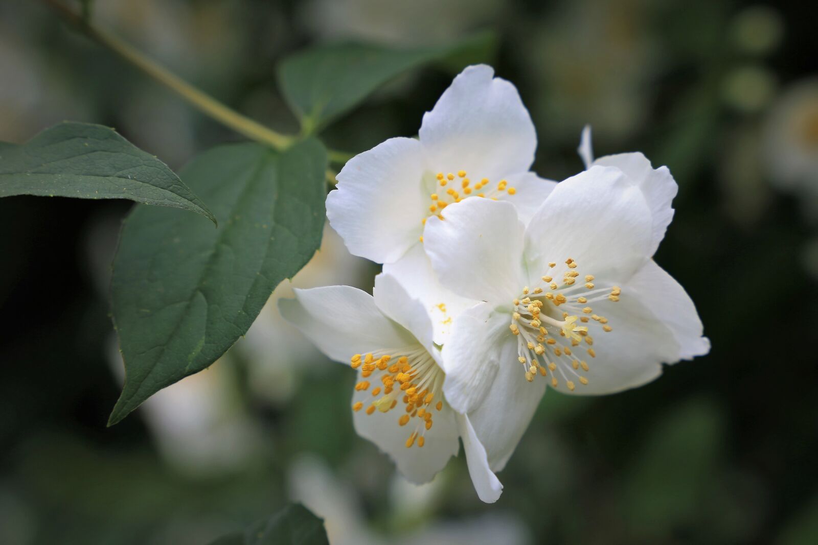 Canon EF 24-105mm F3.5-5.6 IS STM sample photo. Spring, jasmine, blooming photography
