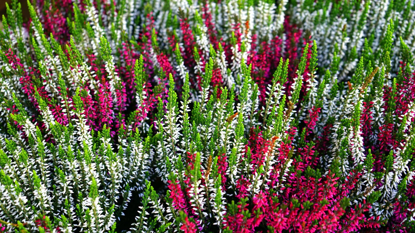 Sony a7 + Sony FE 28-70mm F3.5-5.6 OSS sample photo. Plant, flower, garden photography