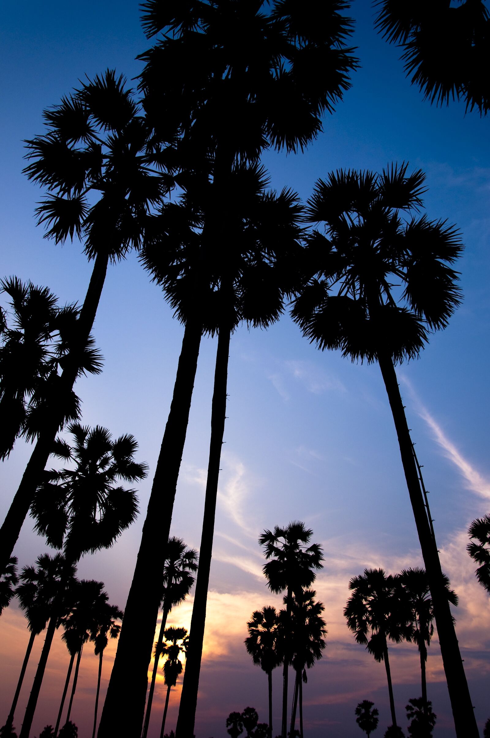Nikon D90 sample photo. Sunset, silhouette, color photography