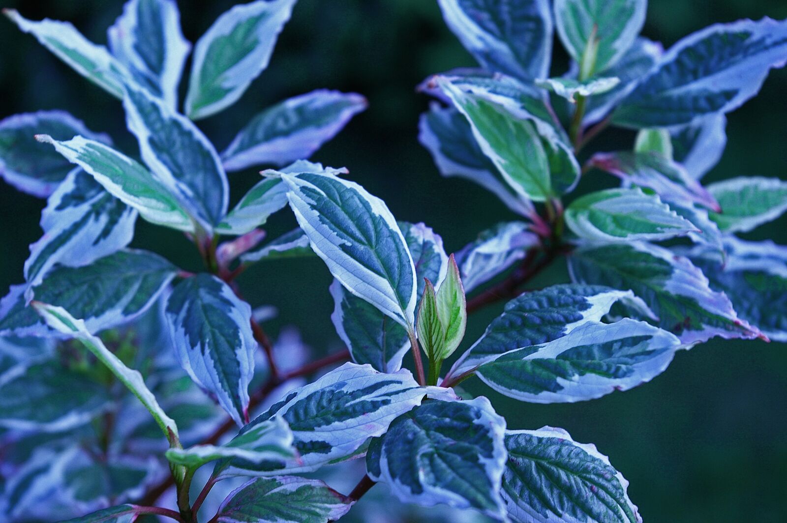 Pentax *ist DL2 sample photo. Dogwood, bush, plant photography