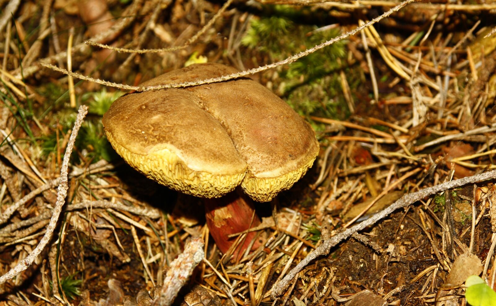 Canon EOS 1000D (EOS Digital Rebel XS / EOS Kiss F) sample photo. Mushroom, toxic, forest photography