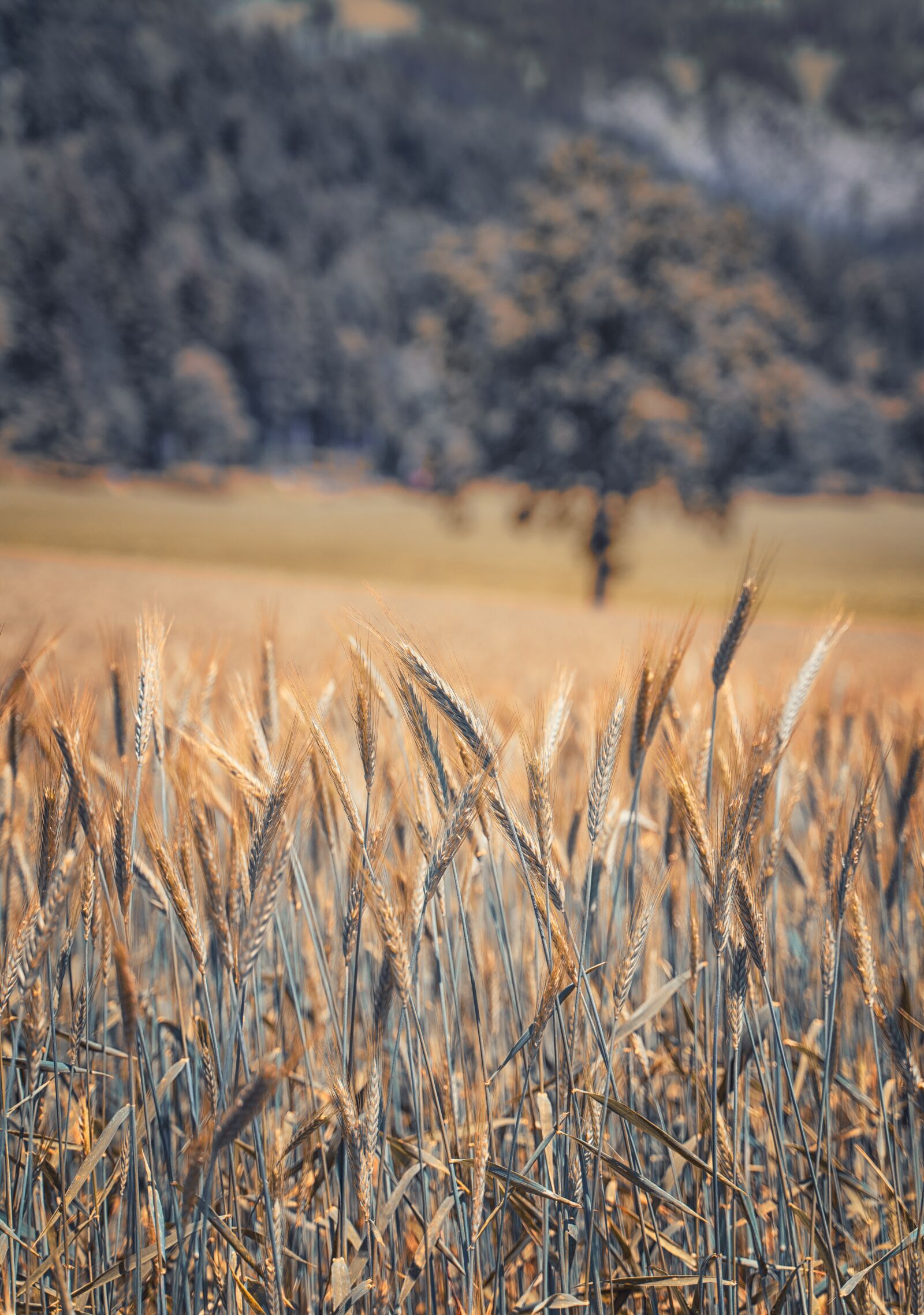 Tamron 28-75mm F2.8 Di III RXD sample photo. Field, wheat, cereals photography