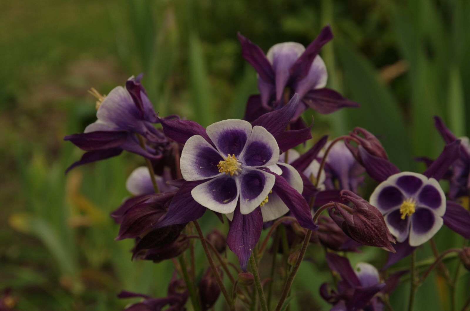 Pentax K-50 sample photo. Purple flowers, flower photography