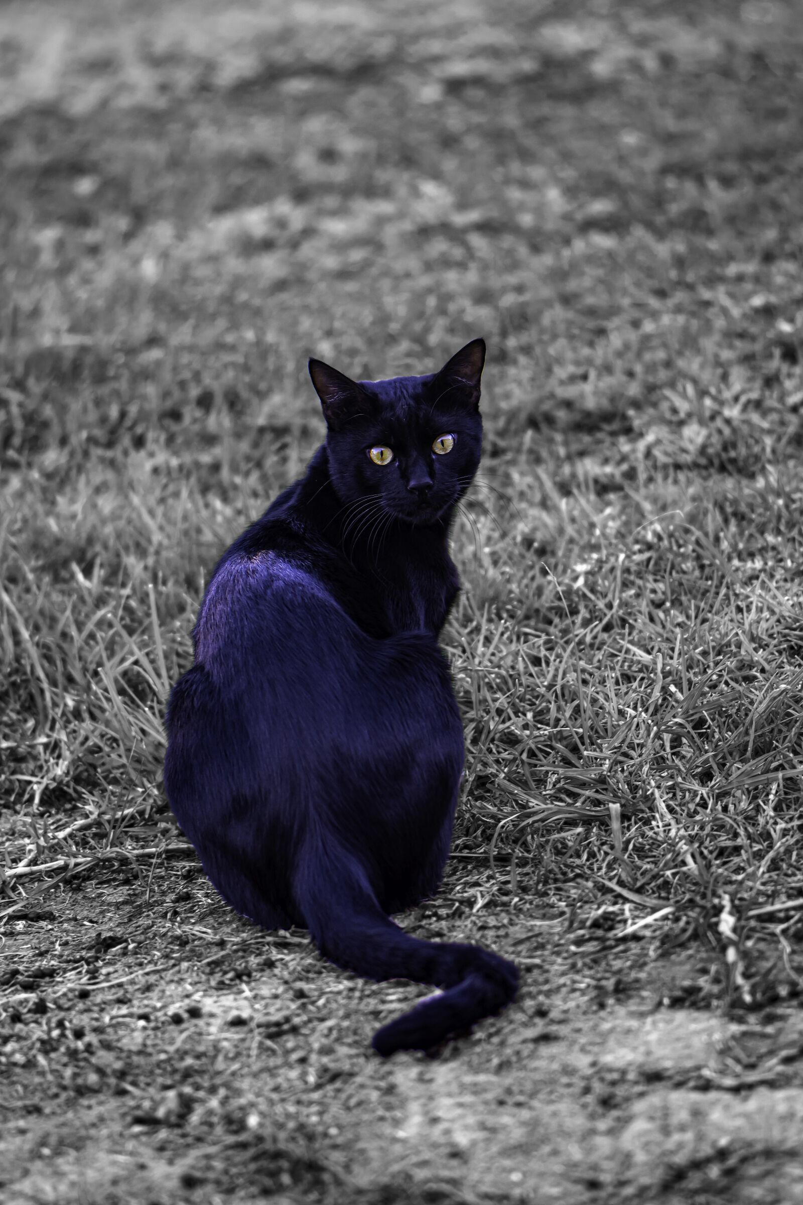 Nikon D5600 sample photo. Cat, black cat, animal photography