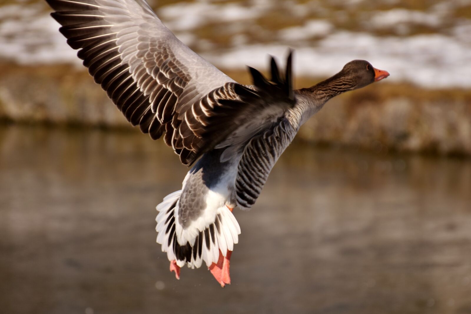Nikon D7200 sample photo. Goose, wild goose, flying photography