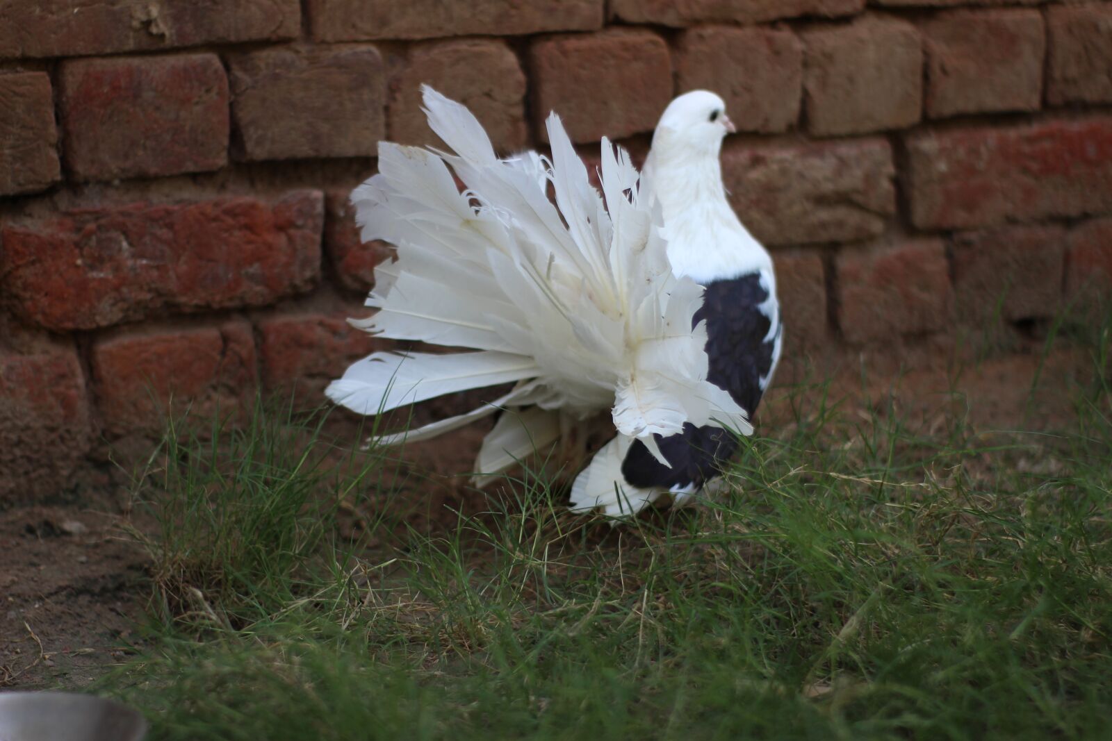 Canon EOS 700D (EOS Rebel T5i / EOS Kiss X7i) sample photo. Animal, bird, pigeons photography