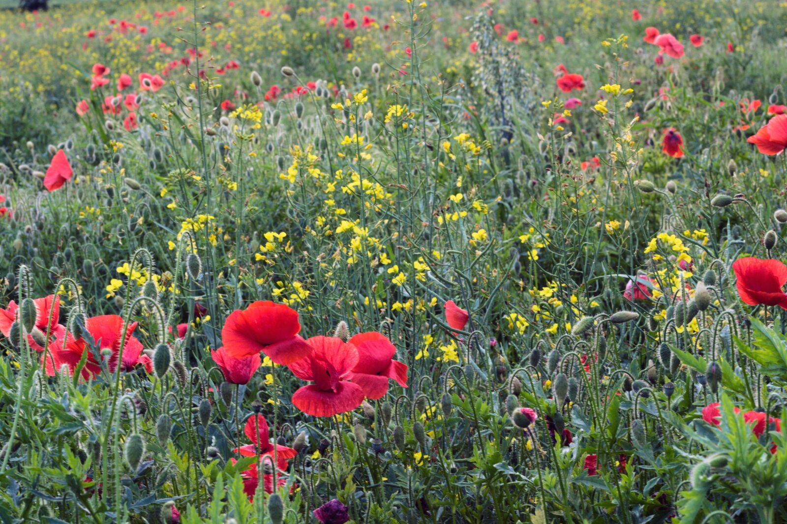 Canon EOS 400D (EOS Digital Rebel XTi / EOS Kiss Digital X) sample photo. Meadow, flowers, field photography