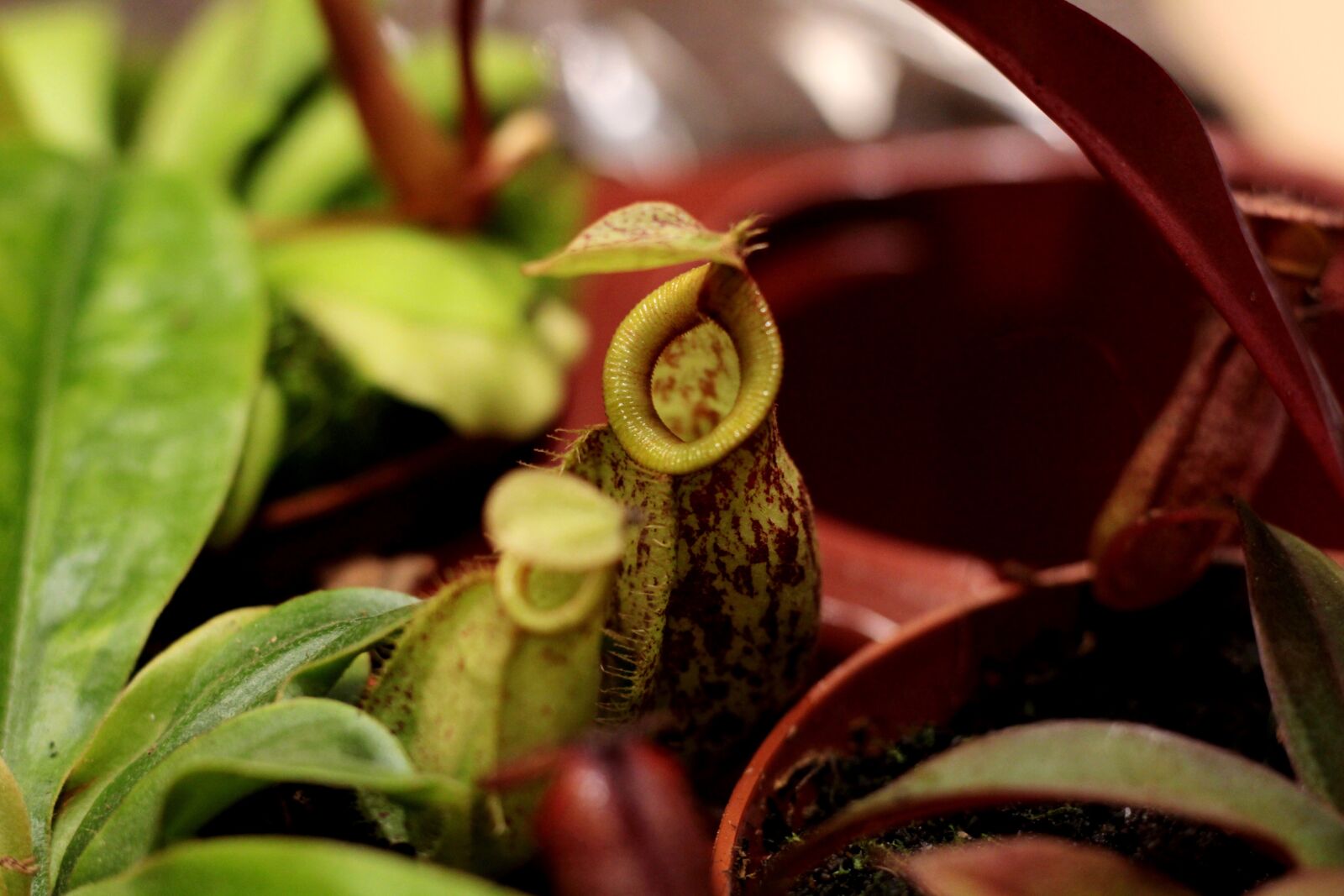Canon EOS 600D (Rebel EOS T3i / EOS Kiss X5) sample photo. Pitcher plant giant tropical photography