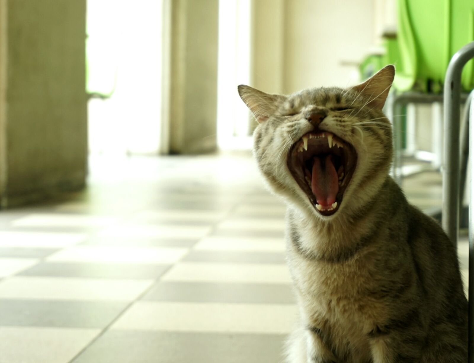 Sony a6000 sample photo. Cat, cat, face, cat photography