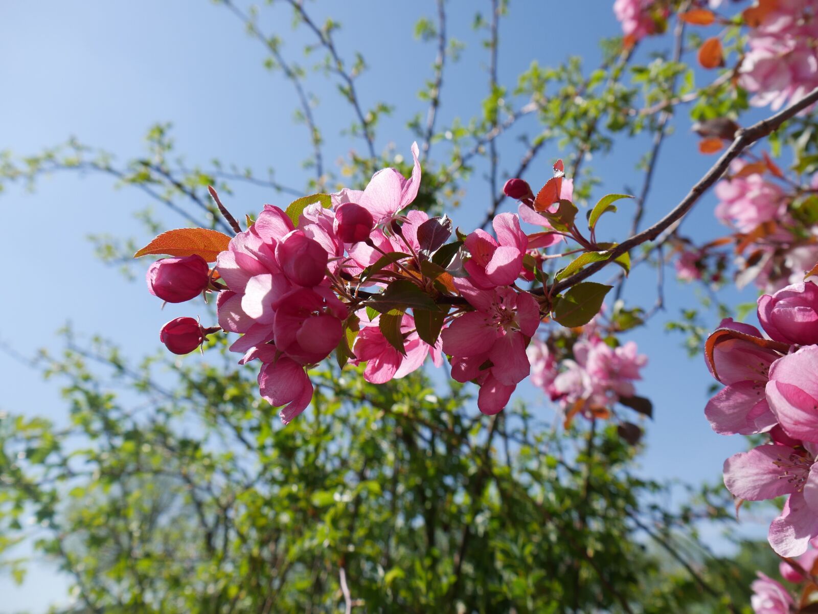 Panasonic DMC-G70 sample photo. Flowers, pink, tree photography