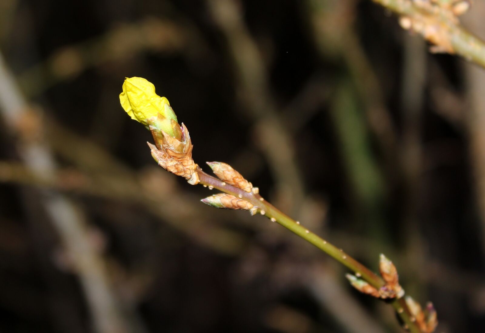 Canon EOS 1200D (EOS Rebel T5 / EOS Kiss X70 / EOS Hi) sample photo. Forsythia, the buds, bush photography
