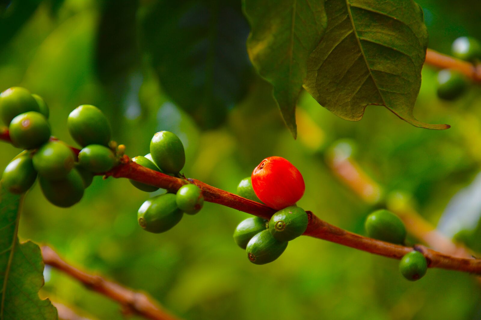Nikon D7100 sample photo. Coffee, fruit, farm photography