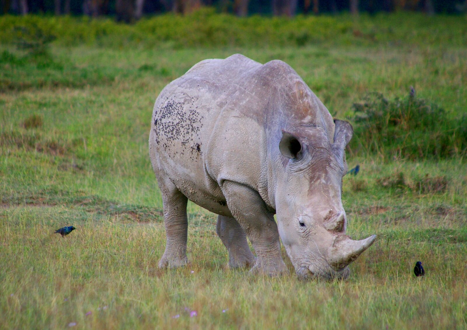 Pentax K100D sample photo. Rhino, africa, safari photography