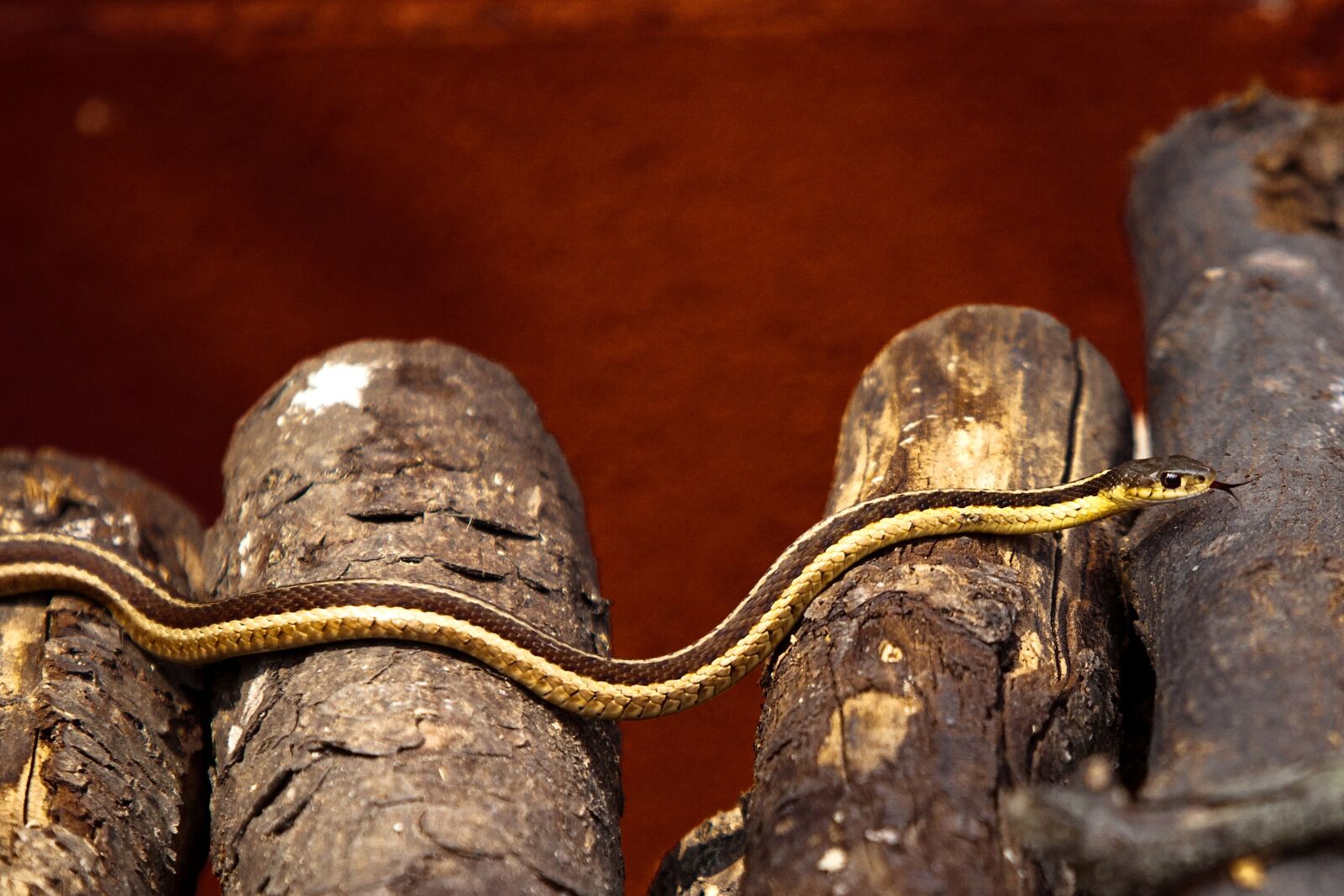 Canon EOS 5D Mark II sample photo. Snake, log, reptile photography