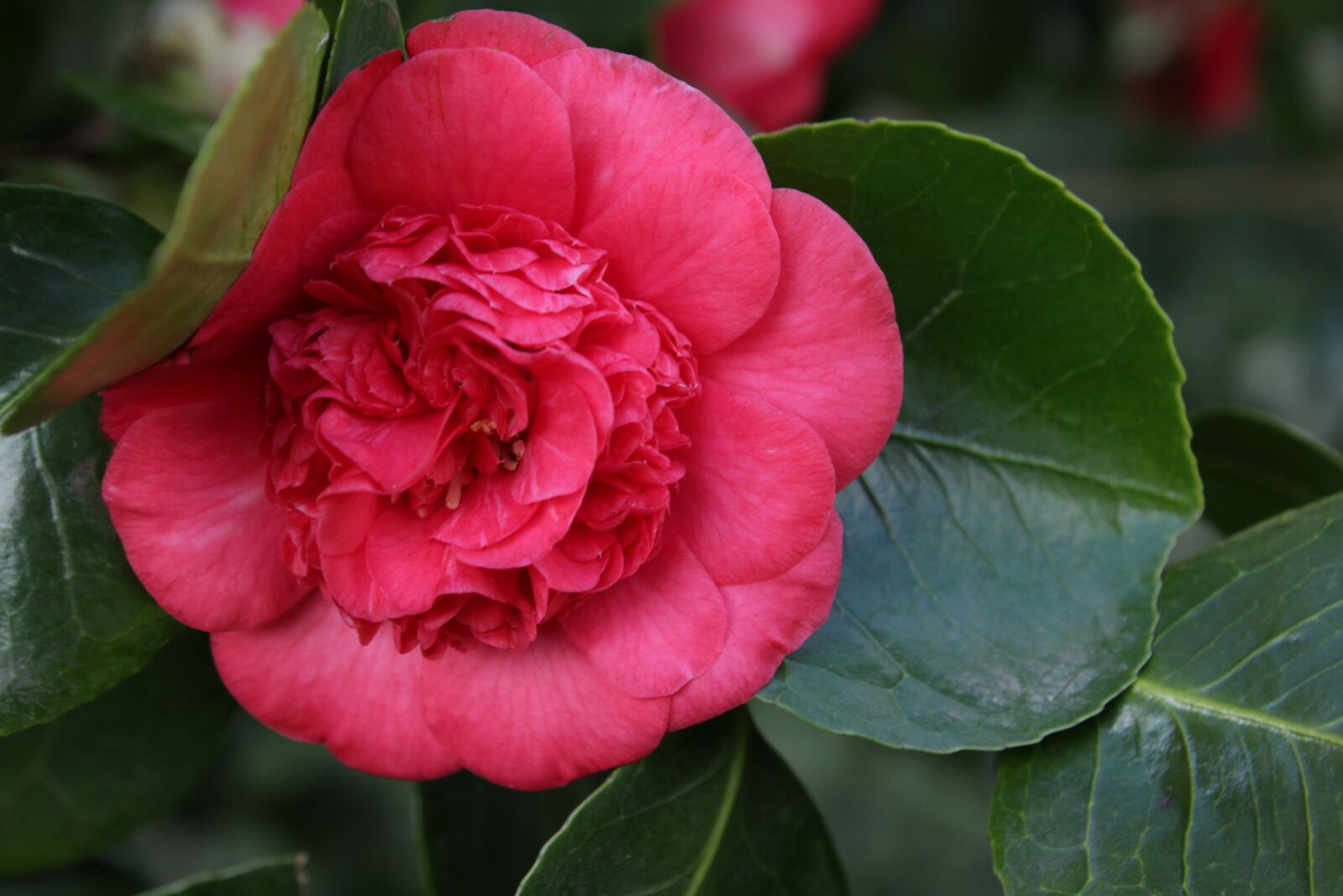 Canon EOS 2000D (EOS Rebel T7 / EOS Kiss X90 / EOS 1500D) sample photo. Flower, pink flower, camelia photography