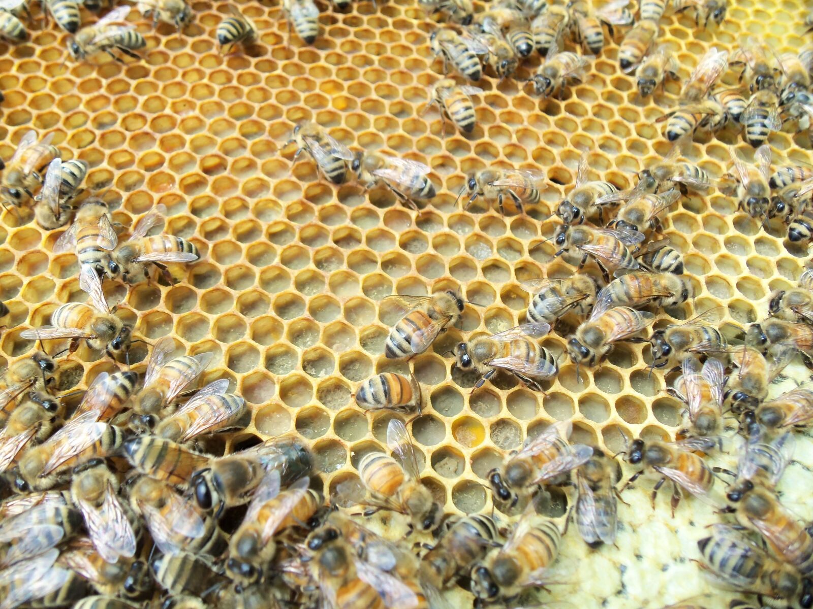 Kodak EASYSHARE M580 DIGITAL CAMERA sample photo. Honey bee, capped, pollen photography