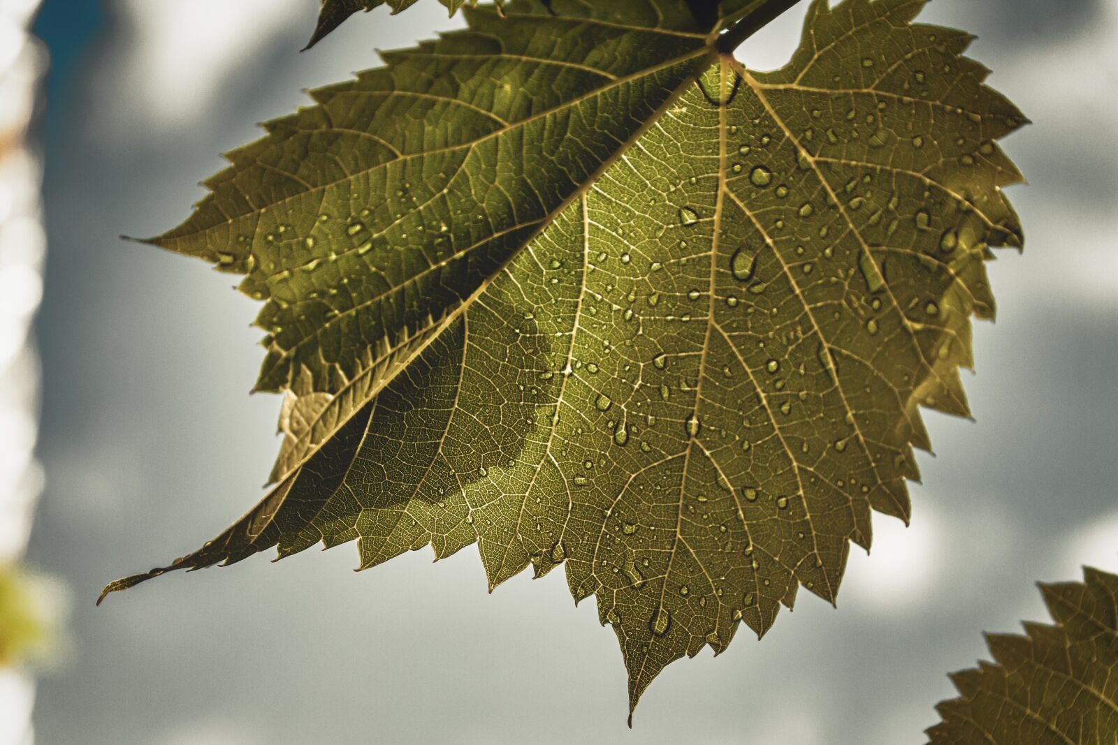 Canon EOS 650D (EOS Rebel T4i / EOS Kiss X6i) sample photo. Leaf, wine leaf, green photography