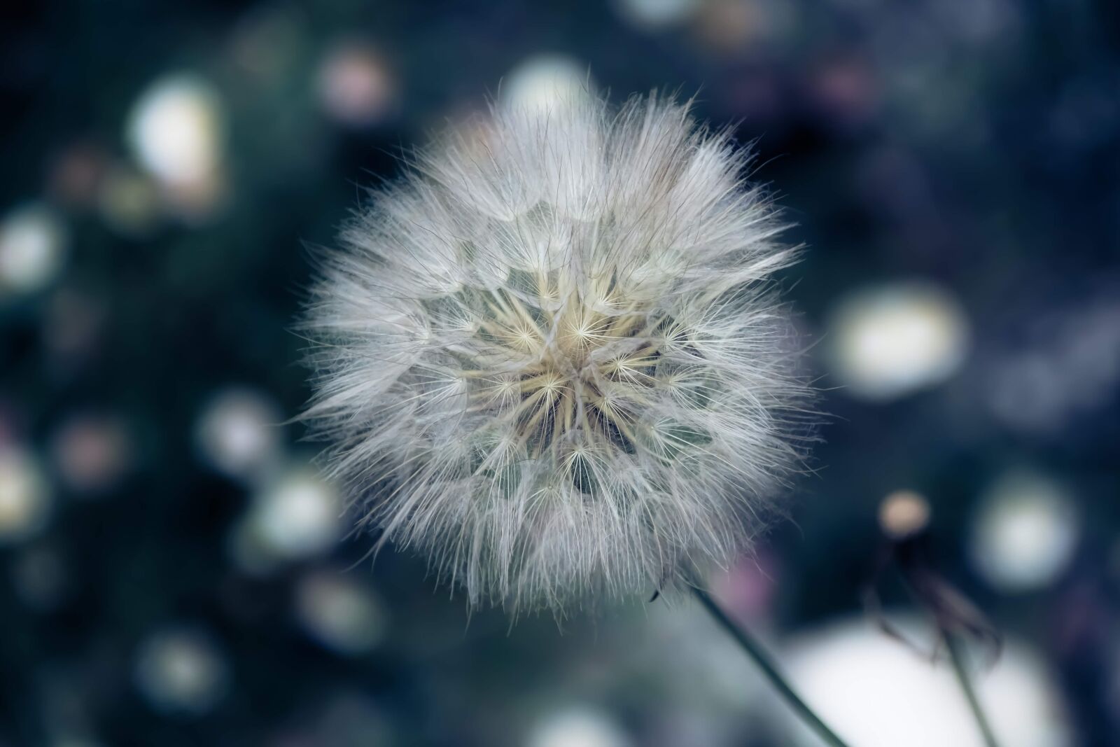 Canon EOS 750D (EOS Rebel T6i / EOS Kiss X8i) sample photo. Flower, color, no person photography