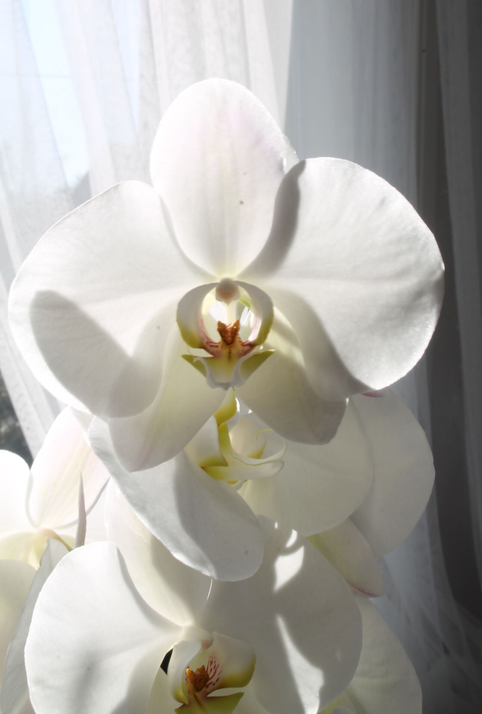 Canon EOS 1100D (EOS Rebel T3 / EOS Kiss X50) sample photo. Orchid, flower, beautiful photography