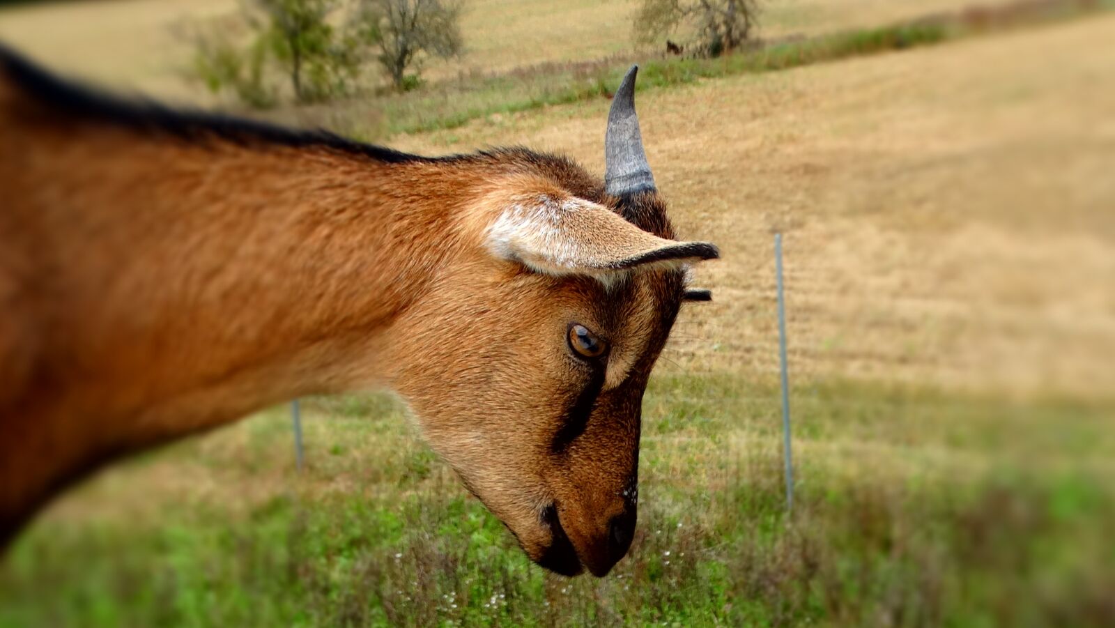 Sony Cyber-shot DSC-HX300 sample photo. Dwarf goat, goat, domestic photography