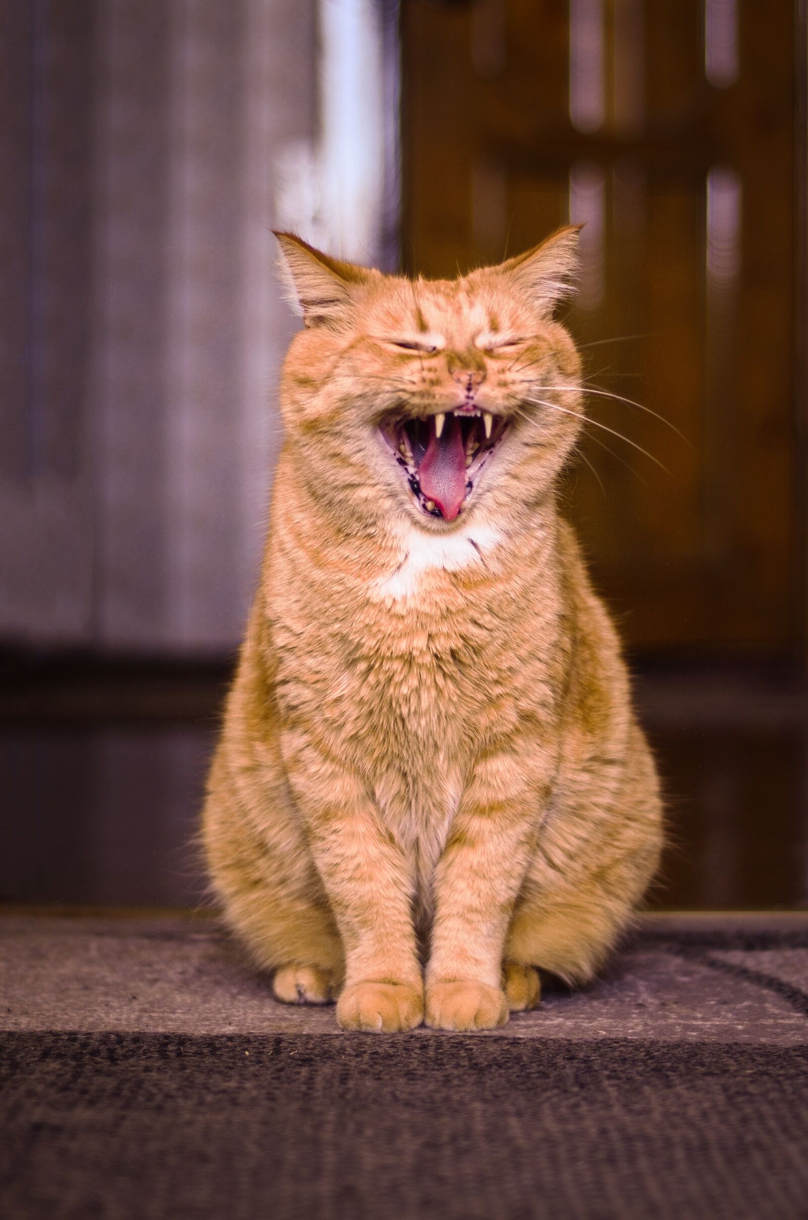 Nikon D7000 sample photo. Cat, yawning, redhead photography