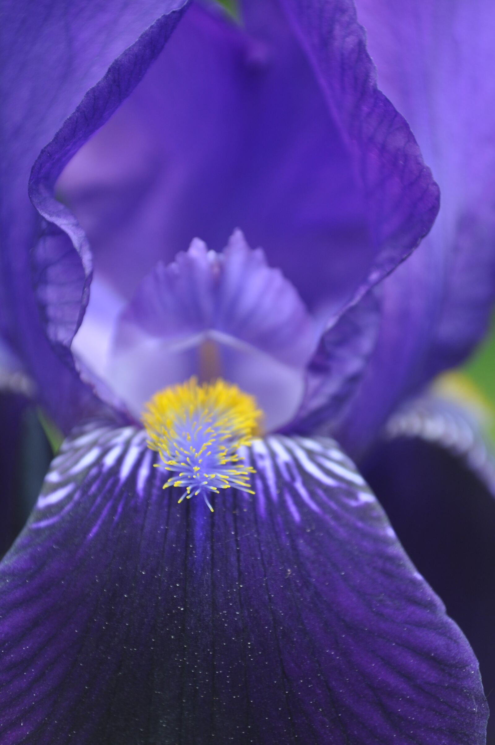 Nikon D5000 sample photo. Flower, summer, blue photography