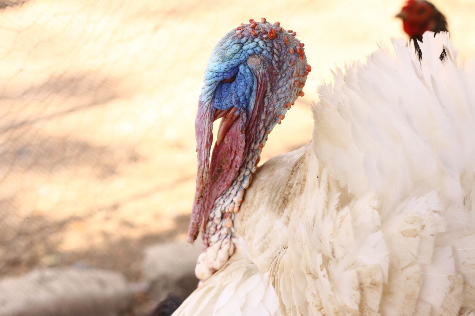 Canon EOS 70D sample photo. Gallo, animals, tropical photography